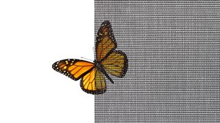 Pollenschutzgitter mit Schmetterling